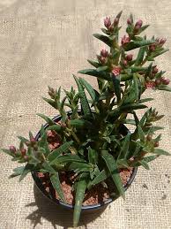 Cactumanias Cactus Y Suculentas Plants Succulents Cactus