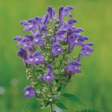 Image result for Scutellaria