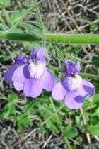 Image result for Dielsiothamnus divaricatus