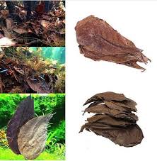 Indian Almond Leaves Keeping Your Betta Happy Naturally Betta Planted Aquarium Dry Leaf