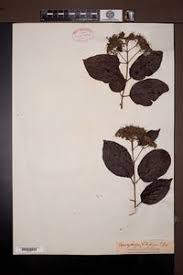 Image result for Crossopteryx