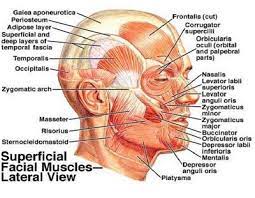 Lecture Notes In Dentistry Lecture Notes For Muscles Of The Head And Neck Head Muscles Neck Muscle Anatomy Muscle Diagram