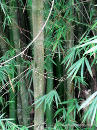 Image result for Bambusa vulgaris