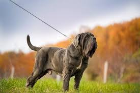 Unlike other dog puppies who love to play, the neapolitan mastiff puppies don't indulge in playing at earlier there are very less looking dogs like neapolitan mastiff. Neapolitan Mastiff Fun Facts And Crate Size Pet Crates Direct