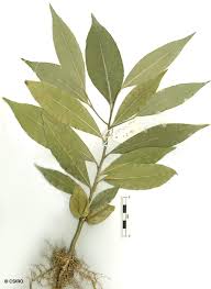 Image result for Drypetes sclerophylla