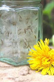 Here You Have A Beautiful Jar Of Fairy Wishes Just Waiting To Be Made Perfect For Using With Children As An Introductio Dandelion Clock Nature Table Dandelion