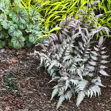 Image result for Athyrium schimperi
