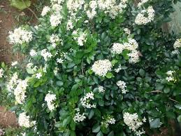 Dinamakan sedemikian kerana bunga ini kembang malam. Flowers Bunga Harum Malam Steemit