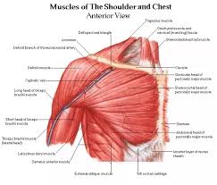 The part of the body between the neck and legs, on the opposite side to the stomach and chest. How To Get That Chest Outline Quora