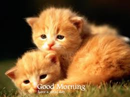 Friendship funny cat quotes in marathi. Good Morning Wishes With Cat Pictures Images