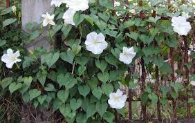 There are several flowers that bloom in the evening and are considered to be nocturnal flowers, many pagans believe that these these are some of the more common nocturnal flowers you might see in moon gardens. 9 Flowers That Only Bloom At Night Why