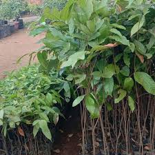 Penggunaan bahan amelioran maupun pengolahan tanah dengan sistem surjan kurang. Bibit Sedling Rambutan Supermurah Buat Batang Bawah Shopee Indonesia