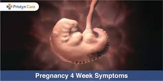 On sonogram at four weeks it would look like a normal nonpregnant uterus. Pregnancy 4 Week Symptoms Pristyn Care