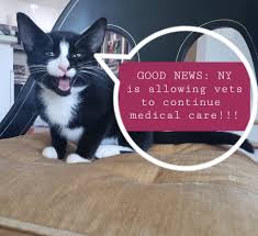 Lawyer accidentally appears as cat in virtual court case. The Cat Practice Catpracticecats Twitter