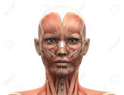 Face Muscles Anatomy Head Muscles Face Anatomy