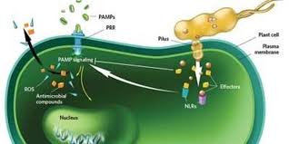 However, plants are constantly losing water through small openings in their leaves (called stomata) in a process known as transpiration. Plant Immunity The Scientist Magazine