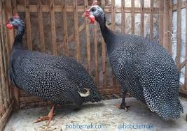 Ayam Mutiara Indukan Sepasang Pesanan Bapak Acep Di Cirebon Mutiarasilver Mutiaraplangkok Mutiaraputih Ternakunggas Ternakayam Ternaka Animals Bird Photo