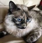 191 Best Tortie Point Siamese Cats images in 2020 ...