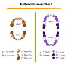 Color Coded Tooth Eruption Chart Baby Teething Symptoms