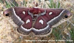 Black And White Spotted Moth Ontario Hyalophora Columbia A Cecropia Look Alike Species Moth Columbia
