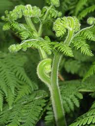 Image result for Hypolepis