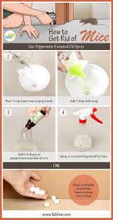 How To Get Rid Of Mice Fast Without Poison With Images Getting Rid Of Mice Rodent Repellent Getting Rid Of Rats