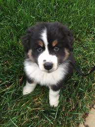 Black Australian Shepherd Puppy Ollie My Black Tri Miniature Australian Shepherd Miniaussie Aussielove Puppies And Kitties Aussie Puppies Australian Shepherd Puppies