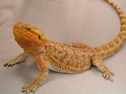 Arizona Lizard Black And White Tail This Bearded Dragon Is Just Gorgeous And The Bright Orange Of His Spikes Under His Chin Make Him Look Bearded Dragon Care Bearded Dragon Bearded Dragon Funny