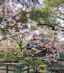 Shop our huge selection of flowering trees online with delivery right to your door. Cherry Blossom Festivals In Los Angeles And Where To See Blooms