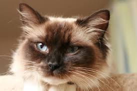 The six point colors are seal, blue, chocolate, lilac, red and cream. Point Ragdolls