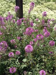 With help from the cottonwood canyons foundation, we've compiled a handy guide of 10 common wildflowers in big and little cottonwood canyons.it is so rewarding to identify species as you navigate the many trails around the canyons. Garden Answers Plant Identification Bees Plants Wild Edibles Plants