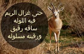 غزال الريم libya