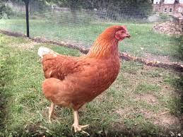 We did not find results for: School Chickens School Grounds Nature Notes