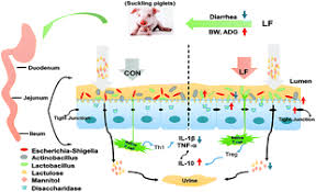 Image result for Stool Lactoferrin