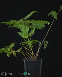 Image result for Tectaria gemmifera