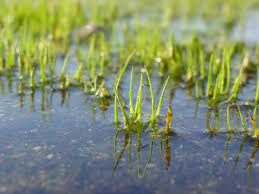 Image result for Isoetes alstonii