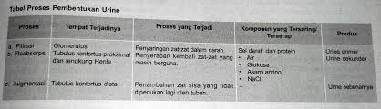 Check spelling or type a new query. Jelaskan Perbedaan Proses Filtrasi Glomerulus Reabsorbsi Tubulus Dan Augmentasi Dalam Pembentukan Urine Blog Pak Pandani