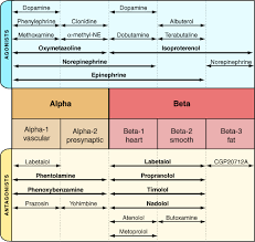 Adrenergic Receptor System Summary Nurse Anesthesia Pharmacology Nursing Pharmacology