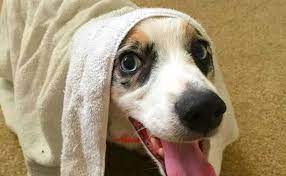 Diy Your Dog S Dandruff Shampoo To Combat Dry Flaky Skin Dog Dandruff Puppy Dandruff Dog Skin