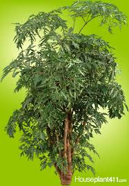 Order the best quality aralia black has flawlessly finished foliage, with profoundly serrated handouts, dimpled petioles and. Aralia Plant How To Grow Care Ming Aralia Houseplant411