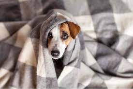 Portal de anúncios classificados sobre cachorros, cães e filhotes. Cachorro Com Frio Veja Cuidados Necessarios No Inverno Matsuda Pet