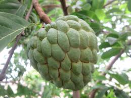 Image result for Annona squamosa