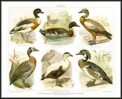 S0670a 6793 Meya4b5 Enten Enten Brandente Tadorna Vulpa Flickr