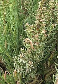 Image result for Suaeda sp. B