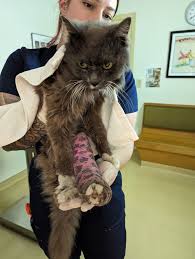 A senior friend is looking to foster an older kitty thru an organization  that pays for medical bills for life. She said there was a program in West  Palm Bch called Fospice.