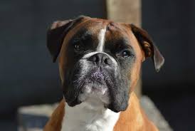 They have a playful personality & are an ideal family pet. 5 Best Boxer Breeders In The Usa Dogblend