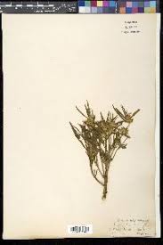 Image result for Leucas fulvipila