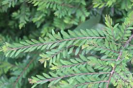 Image result for Phyllanthus