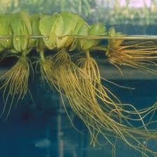 Salvinia auriculata is a floating aquatic fern that is often grown as an aquatic ornamental, but has escaped cultivation and become invasive in many regions worldwide. Salvinia Molesta Hydrophyte Download Scientific Diagram