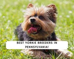 See more of yorkies puppies for sale pa on facebook. 5 Best Yorkie Breeders In Pennsylvania 2021 We Love Doodles